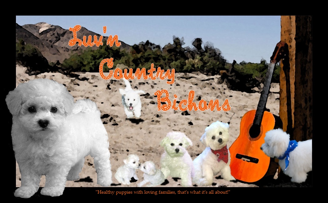 Bichon Puppies Oregon